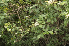 Ehretia laevis
